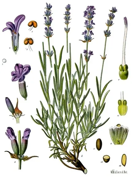 Levendula (Lavandula angustifolia)