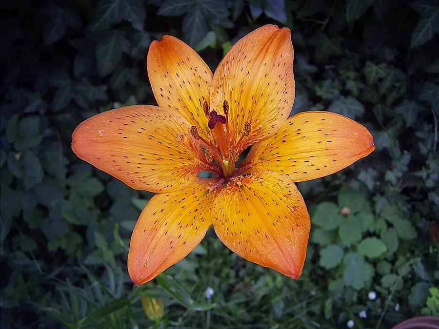Liliom (Lilium spp.)