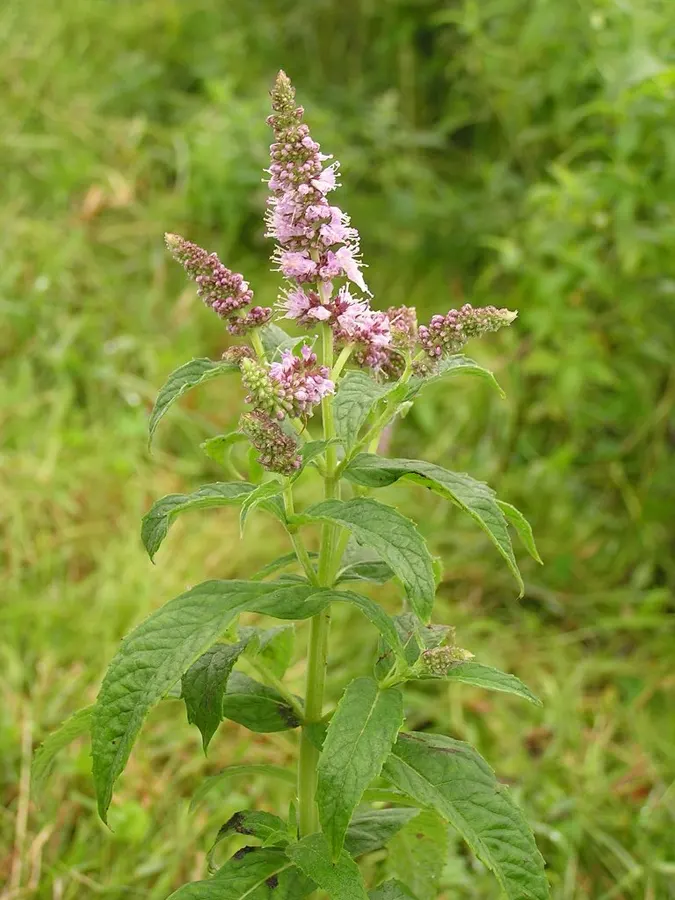 Menta (Mentha spp.)