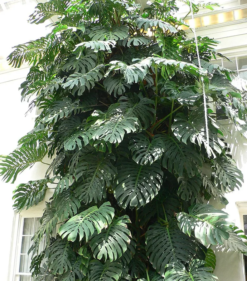 Monstera (könnyező pálma) (Monstera deliciosa)