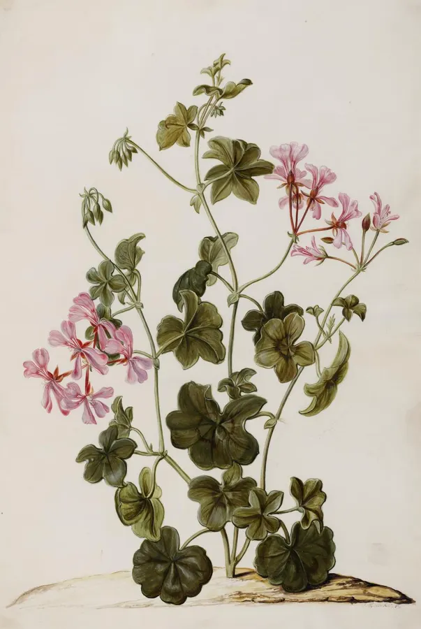 Muskátli (Pelargonium spp.)