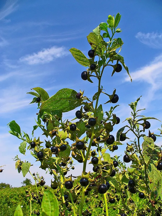 Nadragulya (Atropa belladonna)