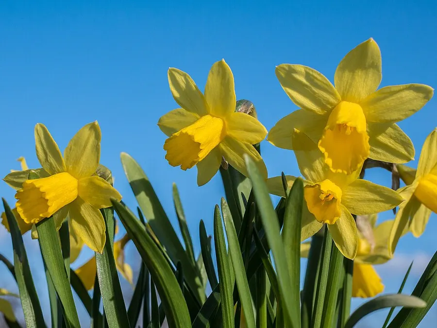 Nárcisz (Narcissus spp.)