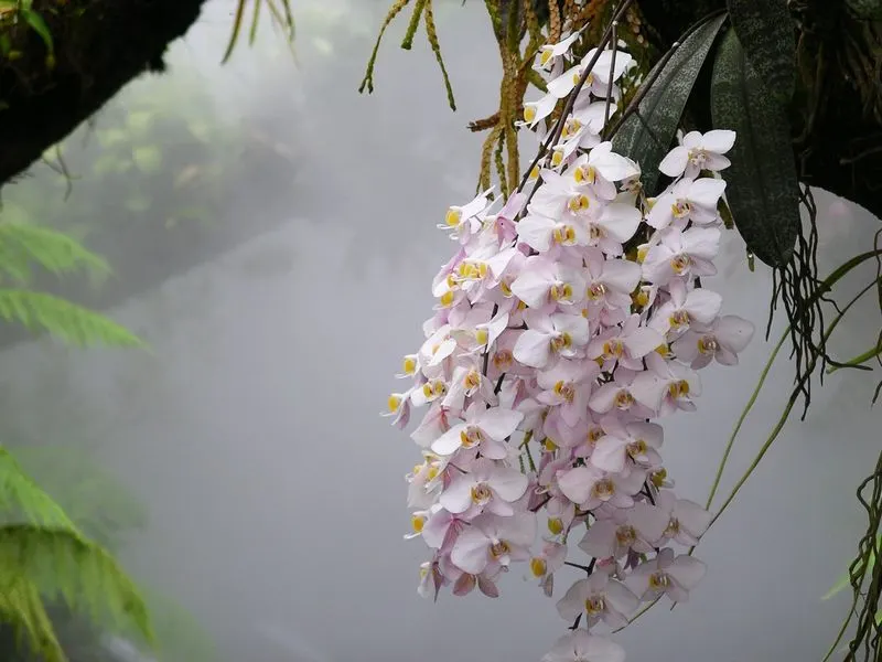 Orchidea (lepkeorchidea) (Phalaenopsis)