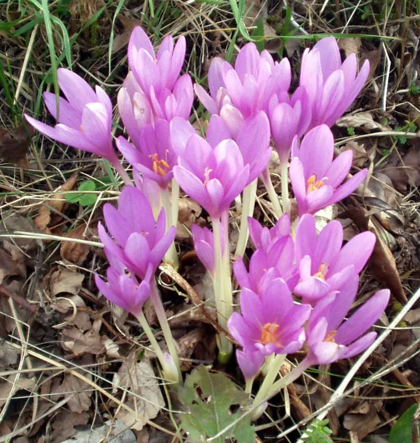 Őszi kikerics (Colchicum autumnale)