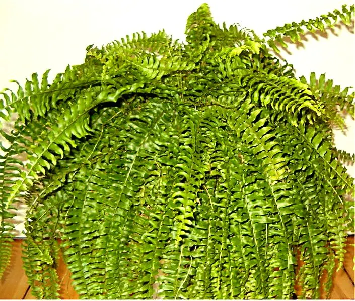 Páfrány (bostoni páfrány) (Nephrolepis exaltata)