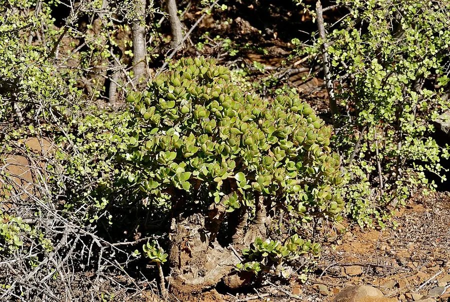 Pénzfa (pozsgás) (Crassula ovata)