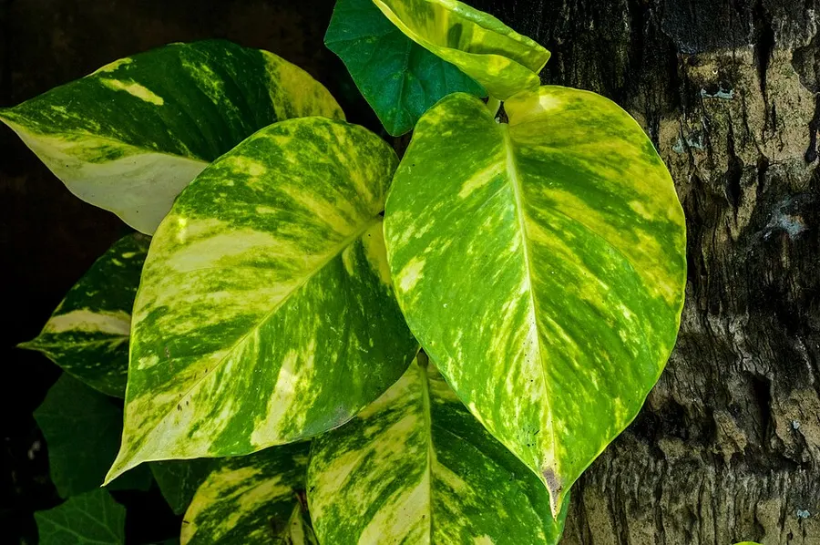 Pothos (szobai futóka) (Epipremnum aureum)