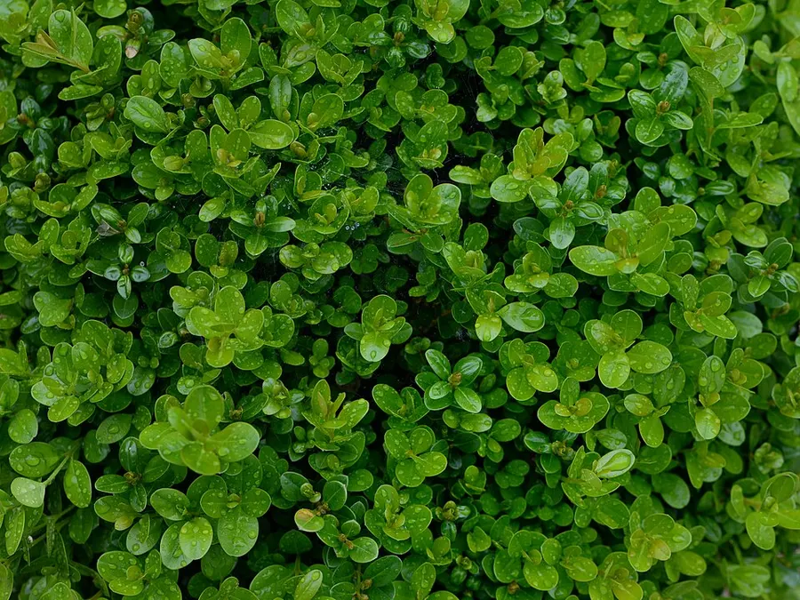 Puszpáng (Buxus spp.)