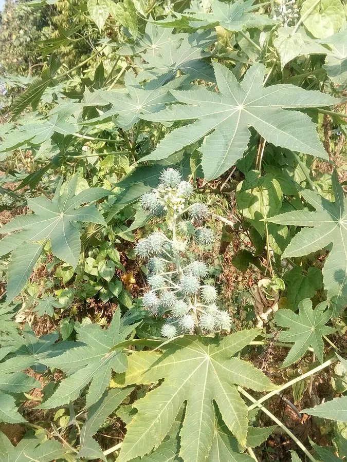 Ricinus (Ricinus communis)