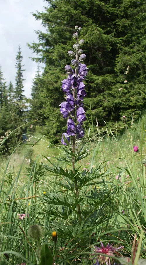 Sisakvirág (Aconitum napellus)