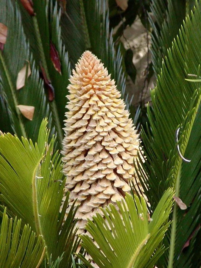 Szágópálma (Cycas revoluta)