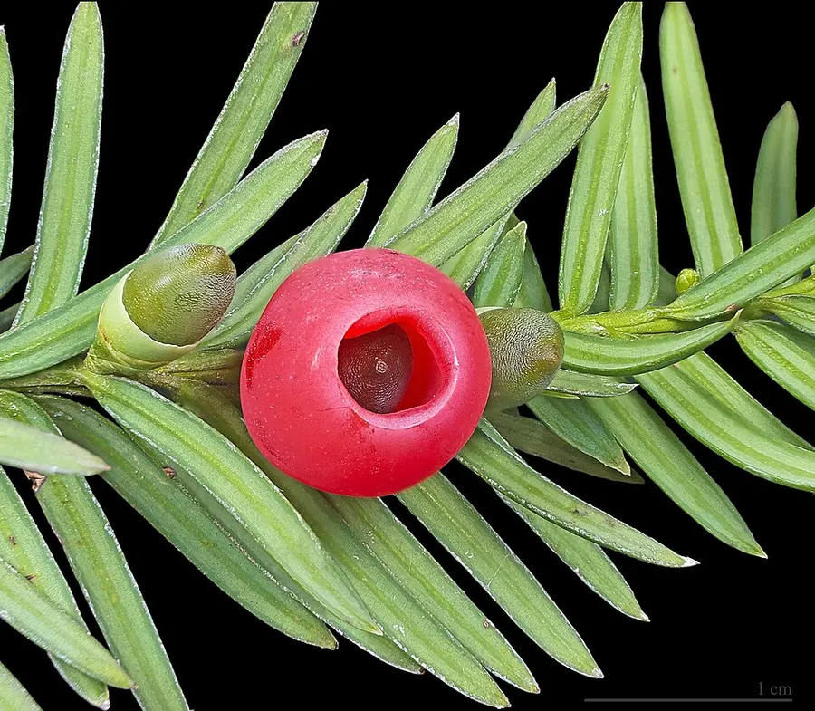 Tiszafa (Taxus spp.)