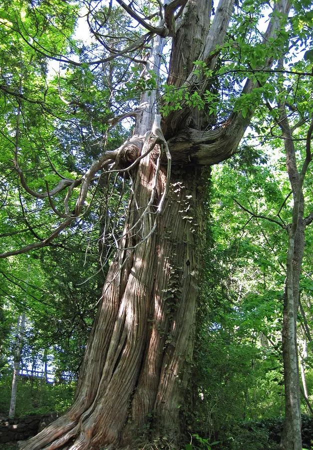 Tuja (Thuja spp.)