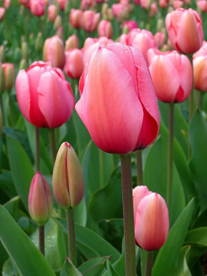 Tulipán (Tulipa spp.)