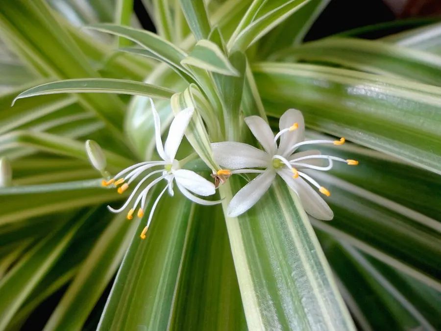 Zöldike (pókliliom) (Chlorophytum comosum)